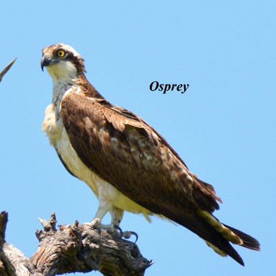 Osprey